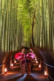 평화로운 대나무숲, Arashiyama Bamboo Grove